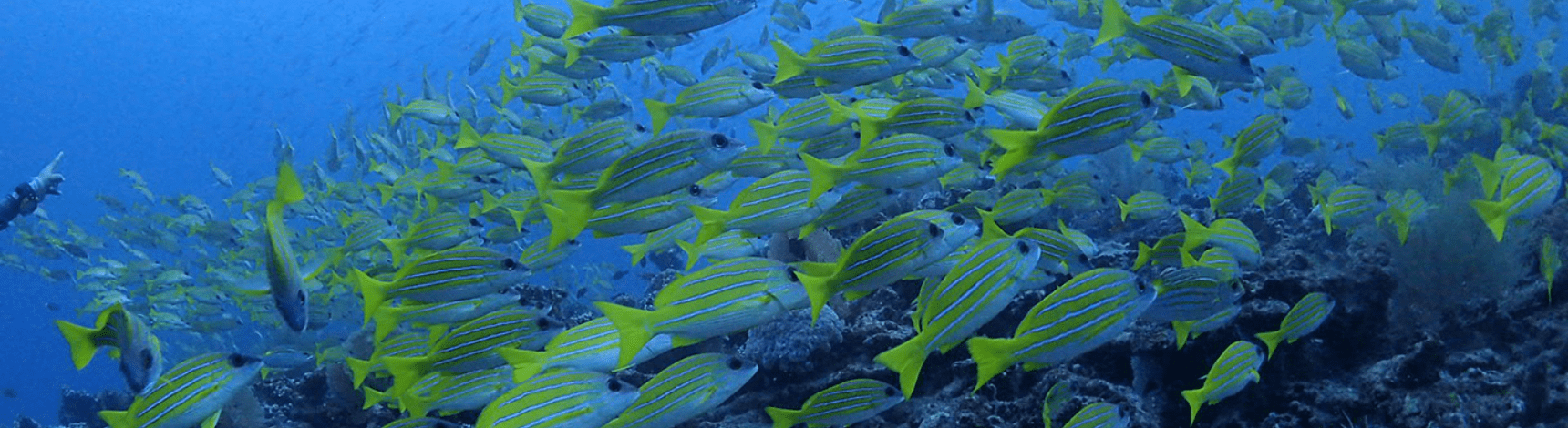 魚の群れ