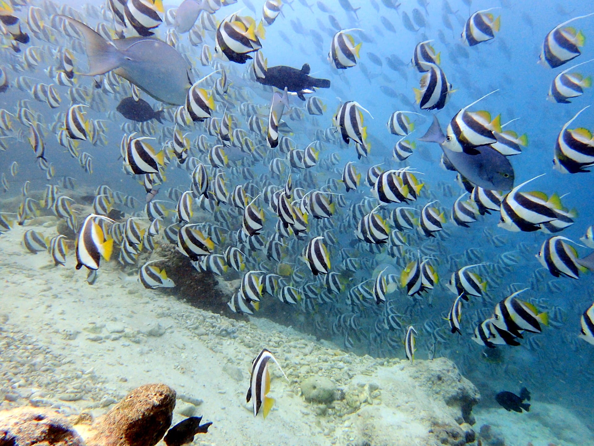 魚の群れ